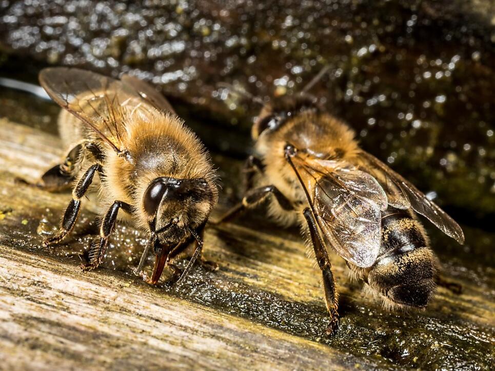 Langsam bedrohte Tiere: Bienen leiden unter vielen Krankheiten. (Archiv)