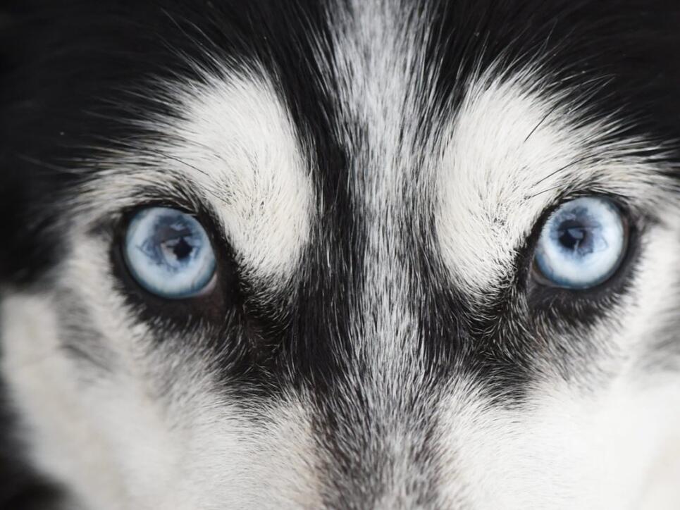 Ein Siberian Husky mit für die Rasse typischen blauen Augen. (Archivbild)