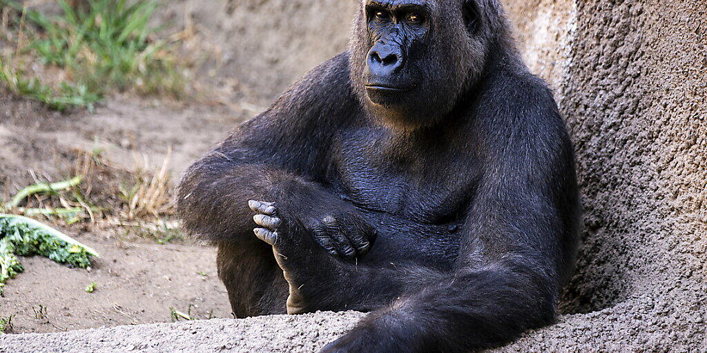 Die Fortpflanzung von Gorillas unterscheidet sich im Freiland und im Zoo nicht.