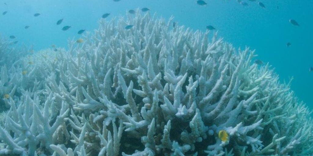 Das Great Barrier Reef erleidet bereits die dritte Korallenbleiche nach 2016 und 2017. Schuld ist die Erhöhung der Wassertemperatur im Rahmen des Klimawandels. (Archivbild)