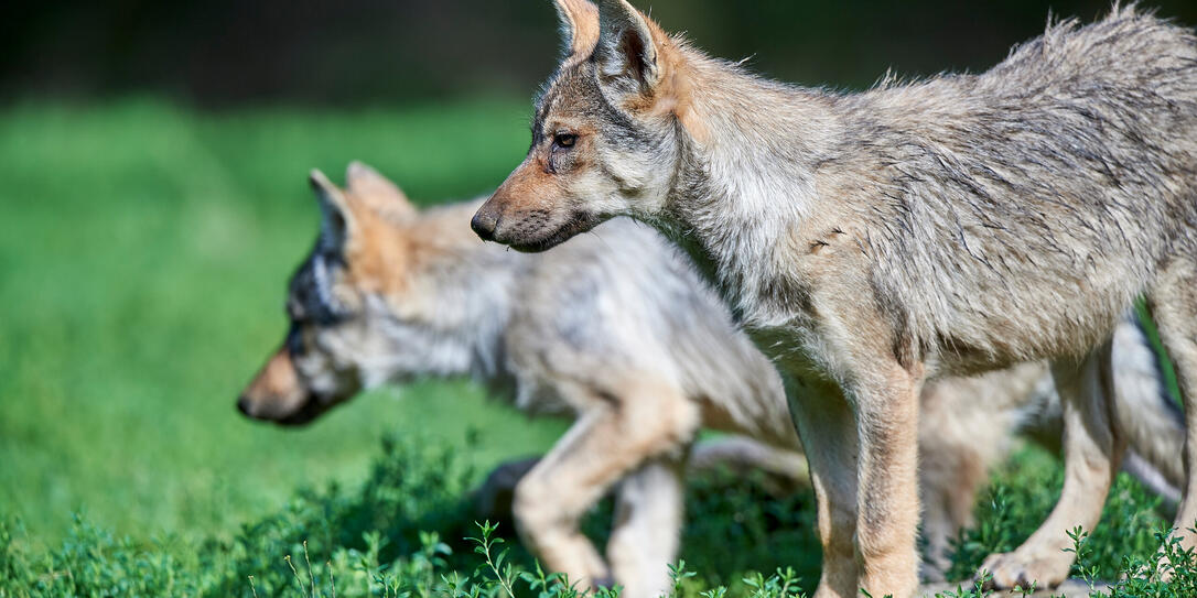 Junger Wolf