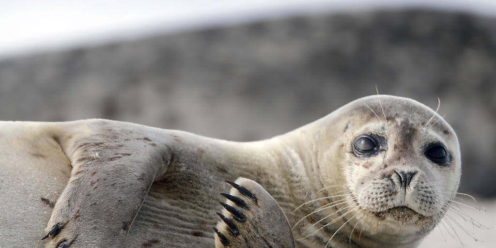 Eine junge Robbe entspannt am Strand der Nordseeinsel Helgoland. (Archiv)