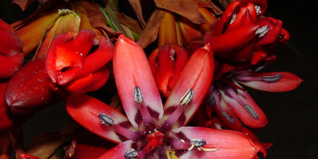 Im Botanischen Garten der Universität Zürich sind in den kommenden Wochen die scharlachroten Blüten der australischen Speerblume zu sehen. Ein seltenes Ereignis - die Pflanze blüht nur alle fünf bis sechs Jahre.