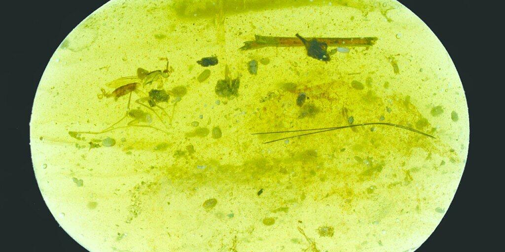 In diesem kleinen Stück Bernstein aus der Kreidezeit sind neben einigen Insekten insgesamt neununddreissig Urkrebse eingeschlossen.
