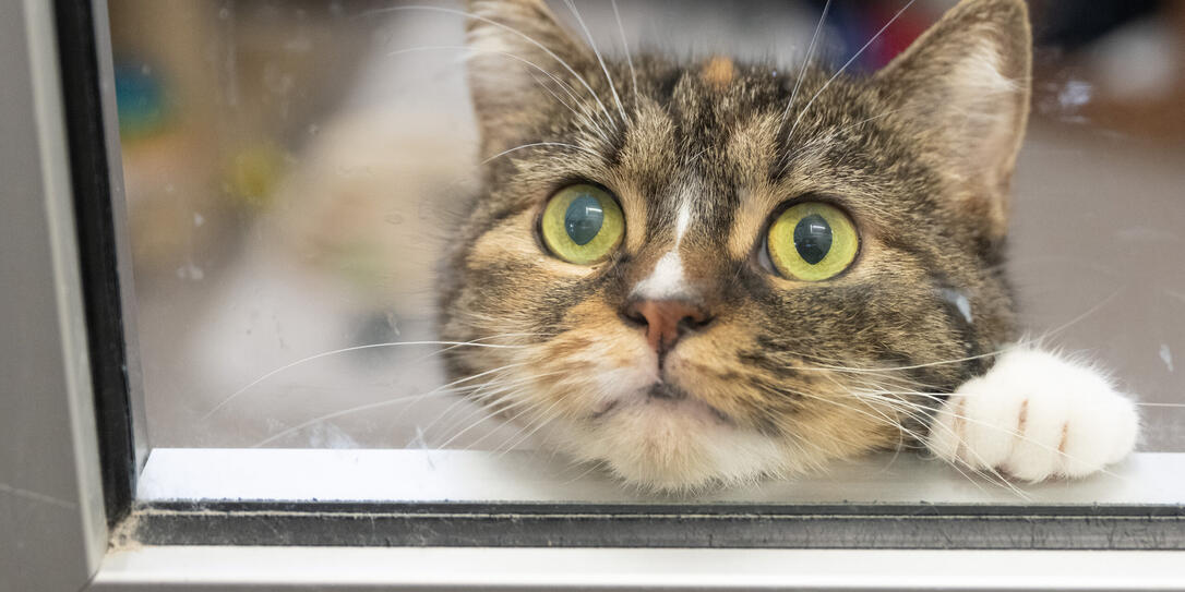 Katzen haben Recht auf sexuelle Selbstbestimmung Katzen haben Recht auf sexuelle Selbstbestimmung