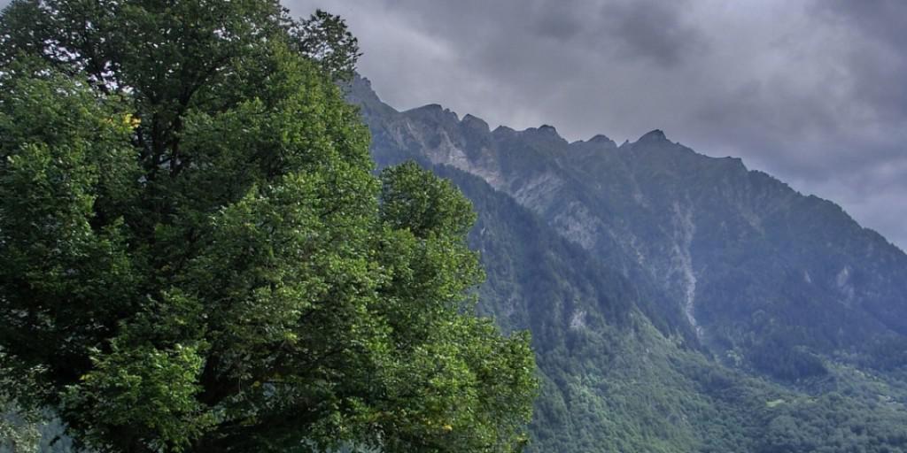 Auf diesem Lindenbaum im Tessin wurde das neue Moos erstmals in der Schweiz entdeckt.