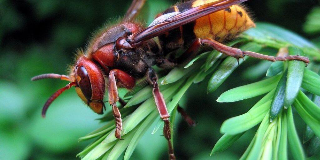 Eine in Mitteleuropa heimische Hornisse, lat. Vespa Crabro, wird bis zu 3,5 cm lang. Ihre Verwandte, die Asiatische Riesenhornisse Vespa Mandarinia, auch "Mörderhornisse" genannt, wird bis zu 5 cm gross. Sie terrorisiert derzeit die US-kanadische Grenze. Mandarinia köpft Honigbienen. (Archivbild)