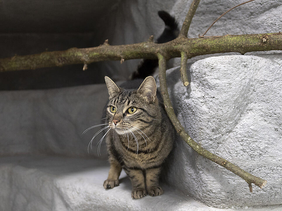 Ob Stubentiger oder Katze mit Freigang: Der Bund, Tierärzte und Tierschützer empfehlen, Katzen mit einem Mikrochip zu kennzeichnen und zu kastrieren. (Themenbild)
