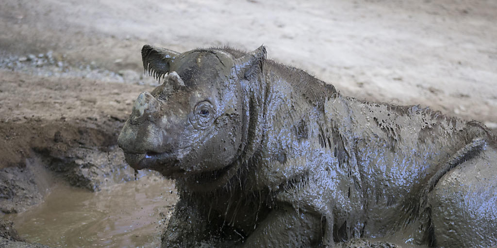 Ein Sumatra-Nashorn im Zoo von Cincinnati - sein Artgenosse in freier Wildbahn in Indonesien starb kurz nach seiner Entdeckung. (Archivbild)