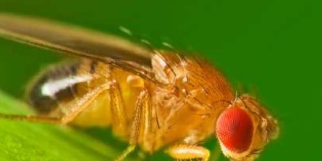 Die Taufliege Drosophila gehört zu den am meisten verwendeten Modellorganismen in der Forschung.