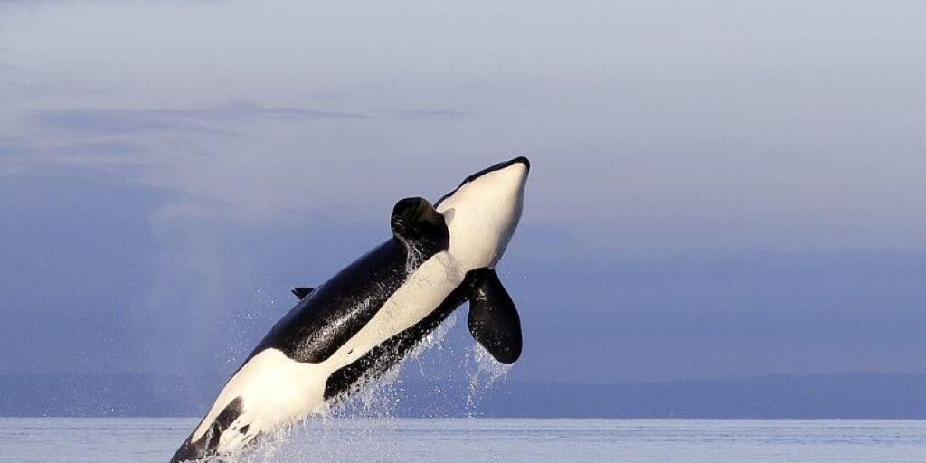 Meere sind essenziell im Kampf gegen die Klimaerhitzung. Selbst Wale - hier ein Schwertwal - spielen in diesem Zusammenhang eine tragende Rolle. Greenpeace fordert deshalb, dass 30 Prozent der Meere in Schutzzonen umgewandelt werden. (Archivbild) Meere sind essenziell im Kampf gegen die Klimaerhitzung. Selbst Wale - hier ein Schwertwal - spielen in diesem Zusammenhang eine tragende Rolle. Greenpeace fordert deshalb, dass 30 Prozent der Meere in Schutzzonen umgewandelt werden. (Archivbild)