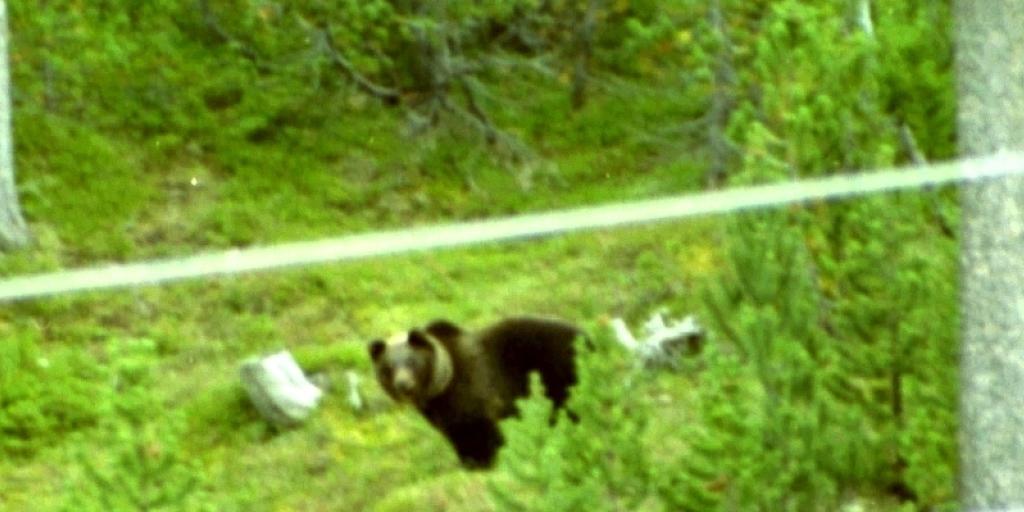 JJ2, der erste Braunbär in der Schweiz nach über 100 Jahren, wurde am 29. Juli 2005 am Ofenpass im Kanton Graubünden fotografiert JJ2, der erste Braunbär in der Schweiz nach über 100 Jahren, wurde am 29. Juli 2005 am Ofenpass im Kanton Graubünden fotografiert