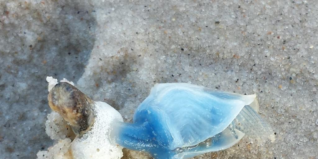 Angespülte Entenmuschel mit ihrem Floss, für dessen Bau sie ihren natürlichen Superkleber verwendet.