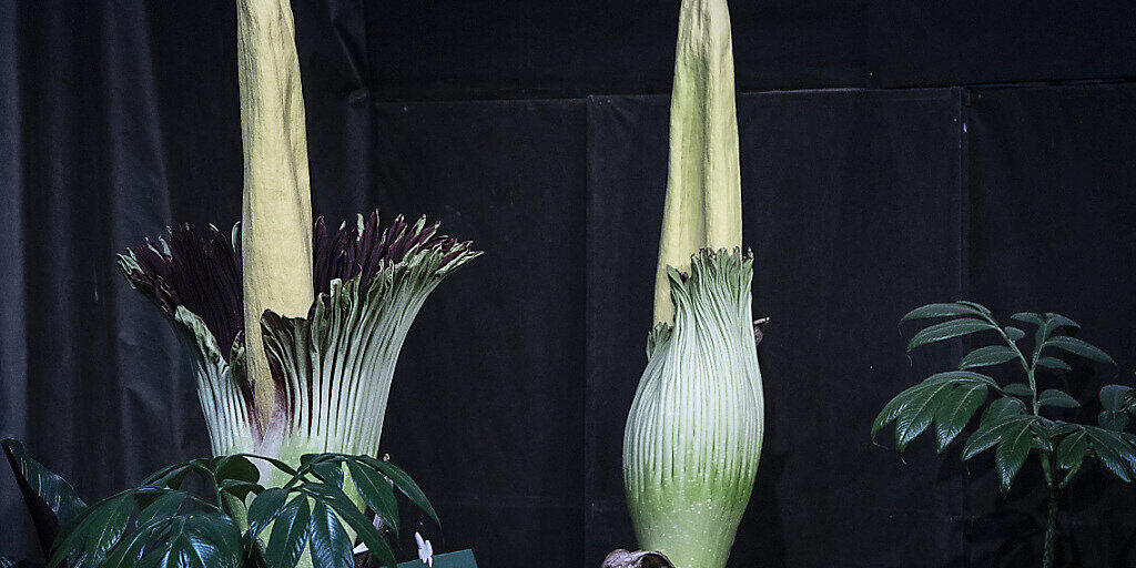 Titanwurz-Blumen im Papiliorama in Kerzers FR. Die grösste Blume der Welt blüht etwa alle zwei Jahre.