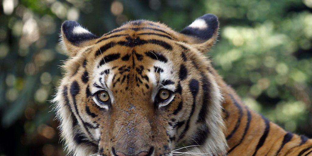 Nachdem der Bestand freilebender Tiger jahrzehntelang zurückging, ist erstmals ein leichter Anstieg der Zahlen festzustellen.