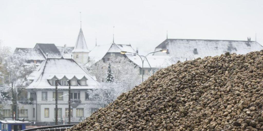 Zuckerrüben liegen in der Zuckerfabrik in Aarberg für die Verarbeitung bereit.