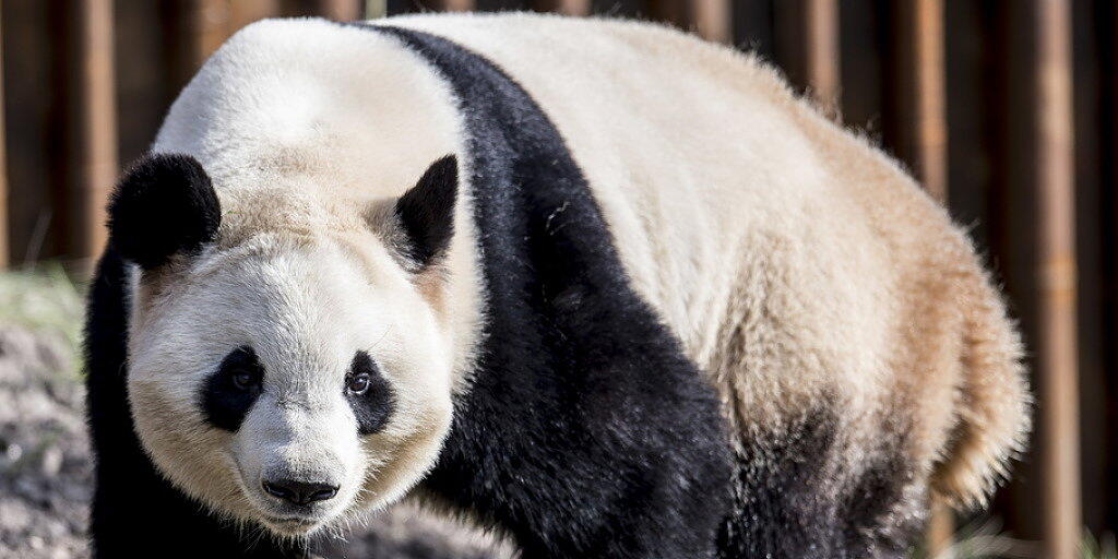 Laut der Nachrichtenagentur Xinhua soll ein App zur Gesichtserkennung Artenschützern künftig helfen, Pandas zu identifizieren und mehr über das Leben und Verhalten der stark bedrohten Bärenart zu erfahren. (Archivbild)
