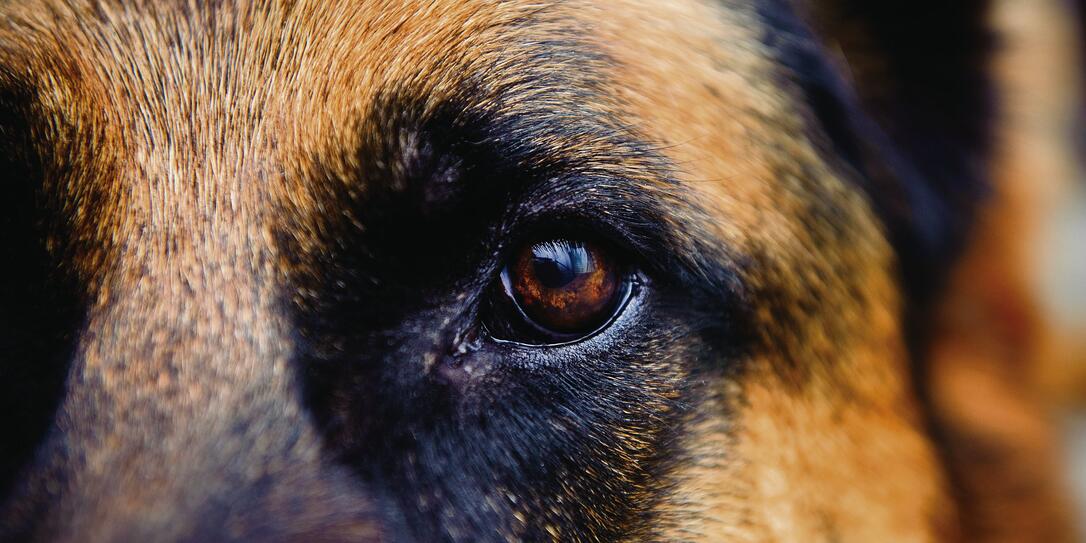 Der Hund befindet sich derzeit in Italien. (Symbolbild) Der Hund befindet sich derzeit in Italien. (Symbolbild)