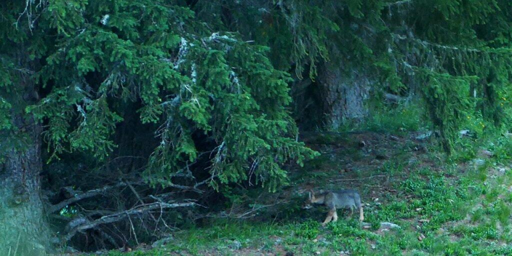 Einer der fünf Jungwölfe des dritten Rudels in Graubünden. Einer der fünf Jungwölfe des dritten Rudels in Graubünden.