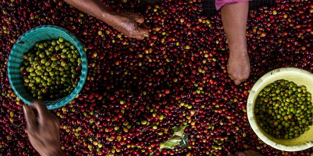 Bei einem Festival in Indonesien wurden am Freitag die Blätter der Kaffeepflanze statt der Bohnen zu einem begehrten Getränk verarbeitet. (Symbolbild)