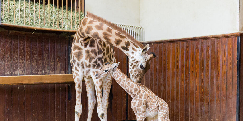 Die junge Giraffe Penda und ihre Mutter Sophie im Zoo Basel.