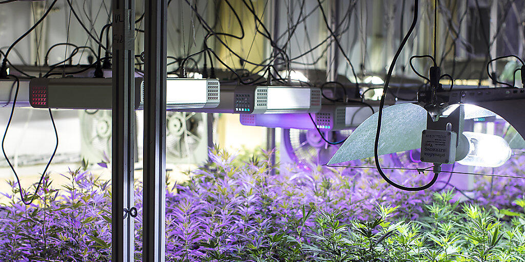 Indoor-Hanf-Produktion in Entlebuch: Die Firma Organic Concept AG hat eine Anlage entwickelt, in der mit gezieltem und dosiertem Lichteinsatz Energie beim Anbau der Pflanzen gespart werden kann.