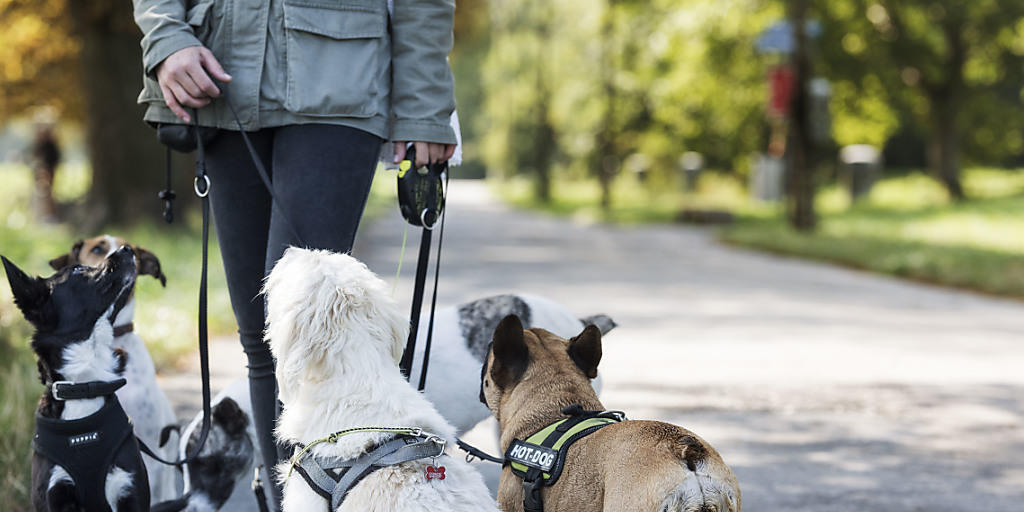 Hunde nehmen Mimik und Tonfall eines Menschen als Zeichen für seine Gefühlslage wahr. (Archiv) Hunde nehmen Mimik und Tonfall eines Menschen als Zeichen für seine Gefühlslage wahr. (Archiv)