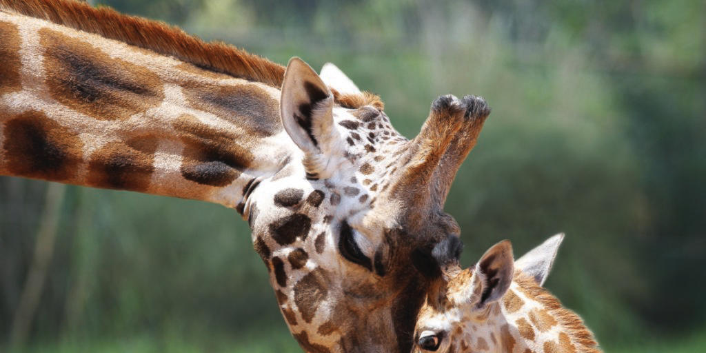 Die Weltnaturschutzorganisation IUCN hat die Giraffe auf ihre Rote Liste der vom Aussterben gefährdeten Arten gesetzt. Jüngsten Zählungen zufolge gibt es nur noch 97'000 der faszinierenden Langhälse.