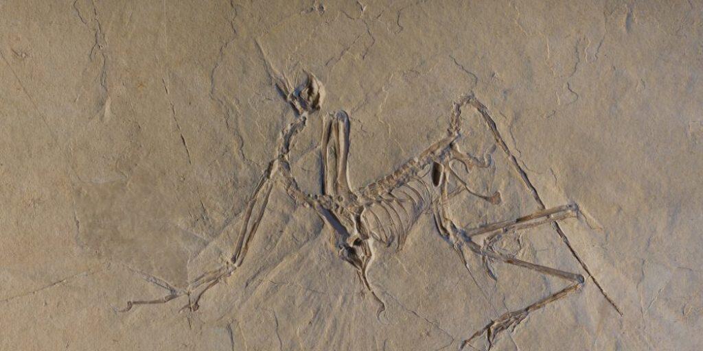 Forschende durchleuchteten Archaeopteryx-Fossilien und fanden heraus, dass der Urvogel flattern und nicht nur gleiten konnte.