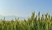 Blick auf ein Weizenfeld mit den Schweizer Bergen im Hintergrund