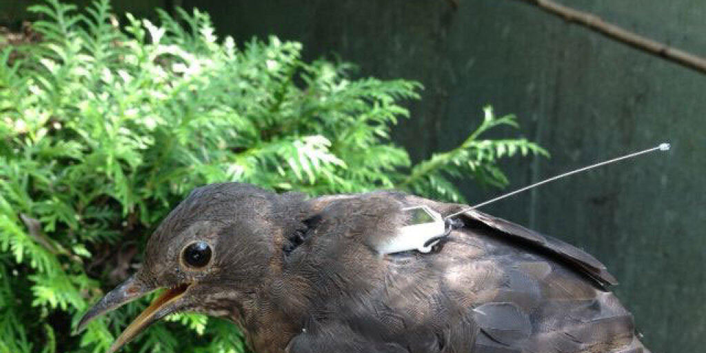 Amsel mit einem Transmitter auf dem Rücken, dessen Signale vom All aus vom Icarus-System aufgefangen werden sollen. Der dazu benötigte Computer ist per Trägerrakete seit Freitag Vormittag unterwegs zur ISS, wo er am Montag ankommen soll. (zVg) Amsel mit einem Transmitter auf dem Rücken, dessen Signale vom All aus vom Icarus-System aufgefangen werden sollen. Der dazu benötigte Computer ist per Trägerrakete seit Freitag Vormittag unterwegs zur ISS, wo er am Montag ankommen soll. (zVg)
