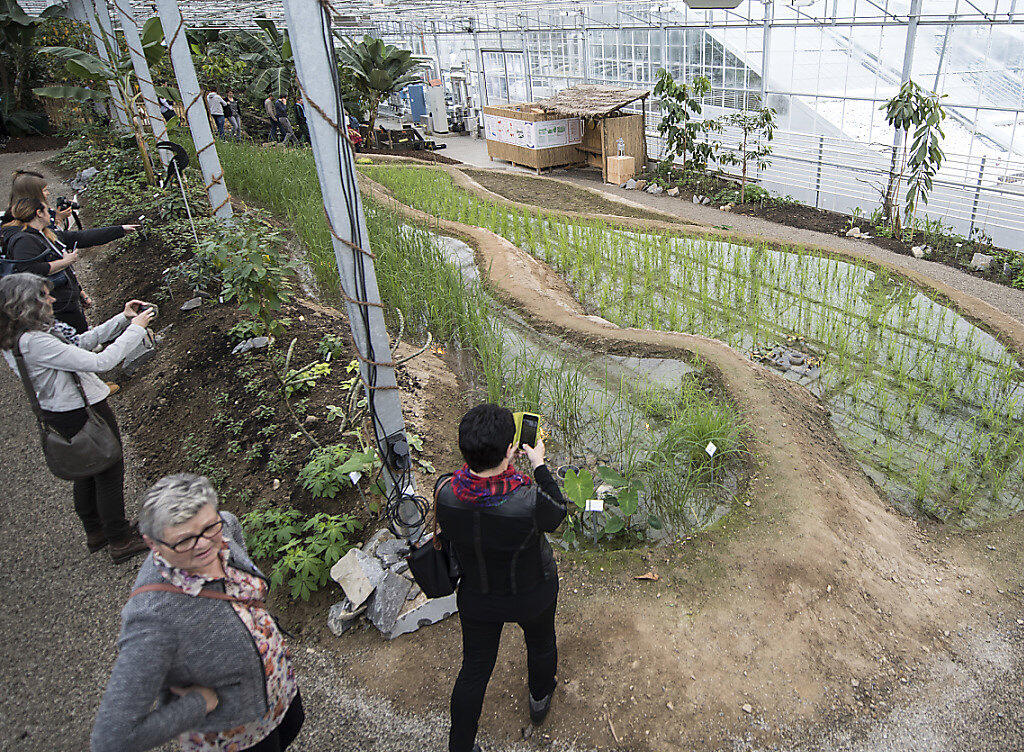 Erst im vergangenen März eröffnete das Tropenhaus Wolhusen die einzigen Reis-Terrassen der Schweiz - nächstes Jahr stellt es seinen Betrieb ein. (Archivbild)