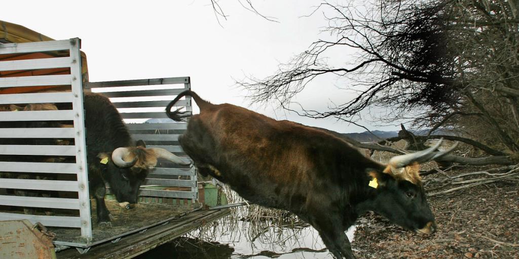 Ein Auerochse, auch Heckrind genannt, springt auf einer Insel im deutschen Staffelsee in die Freiheit. In Kroatien wurden nun sogenannte Tauros-Rinder ausgewildert, die dem ausgestorbenen Urrind noch ähnlicher sein sollen. (Archivbild) Ein Auerochse, auch Heckrind genannt, springt auf einer Insel im deutschen Staffelsee in die Freiheit. In Kroatien wurden nun sogenannte Tauros-Rinder ausgewildert, die dem ausgestorbenen Urrind noch ähnlicher sein sollen. (Archivbild)