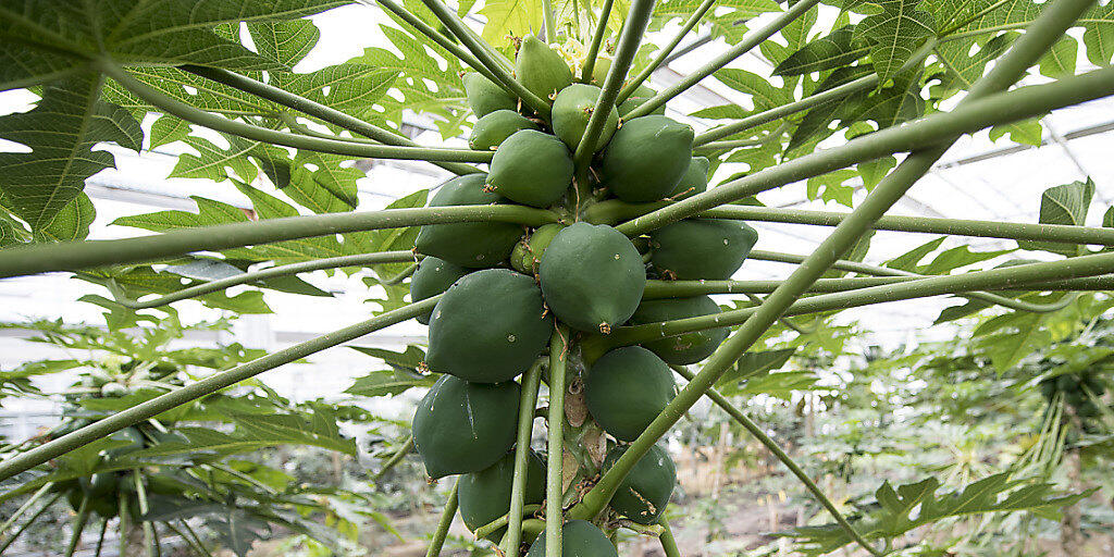 Nun gibts keine Papayas mehr aus dem Tropenhaus Wolhusen, am Sonntag war es zum letzten Mal geöffnet. (Archivbild)