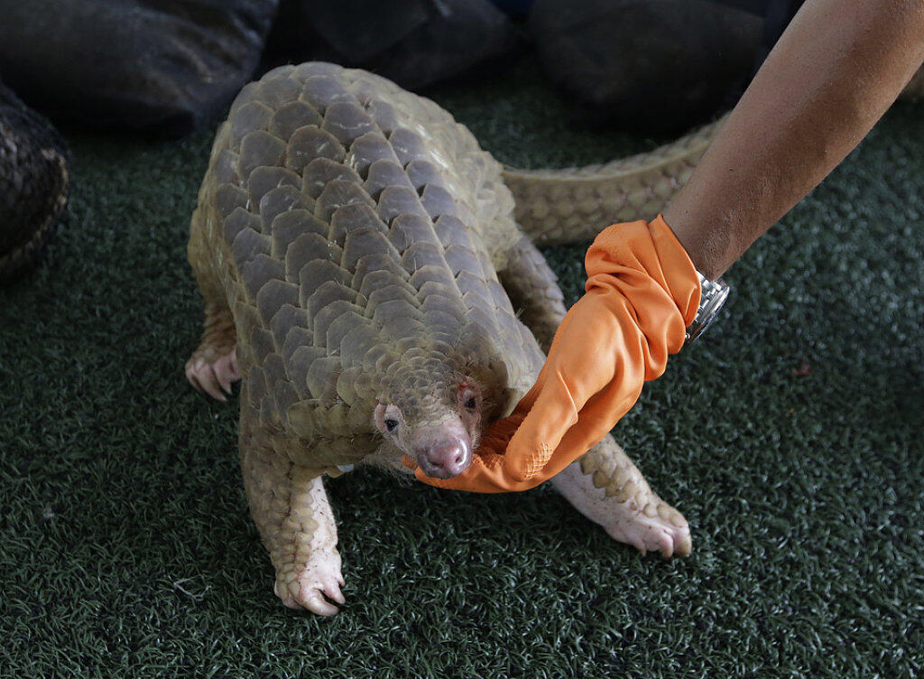Ein vom thailändischen Zoll beschlagnahmter Pangolin. Ein vom thailändischen Zoll beschlagnahmter Pangolin.