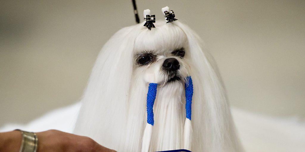 Die Schönheit ihres Lieblings lassen sich manche Schweizer Tierhalter viel kosten. Noch viel teurer kann es werden, wenn Hund oder Katze krank werden. (Archivbild)