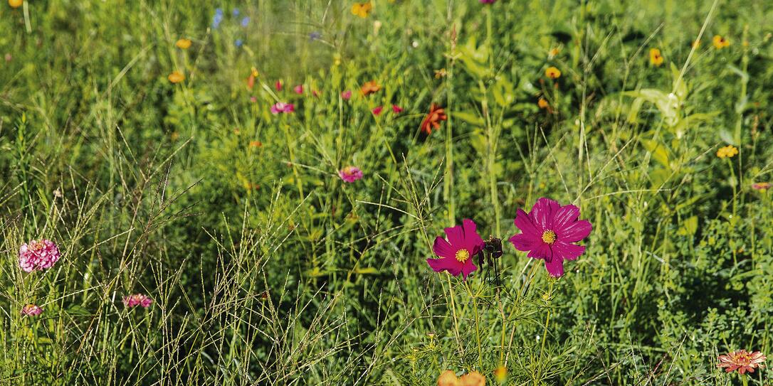 Blumenwiese, Schaan