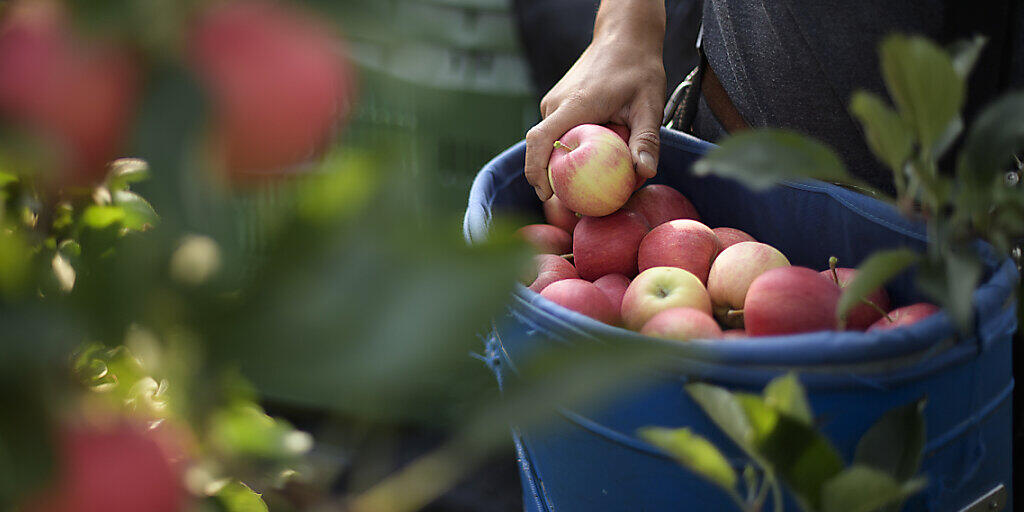 In der Schweiz können die ersten Äpfel geerntet werden. (Archivbild)