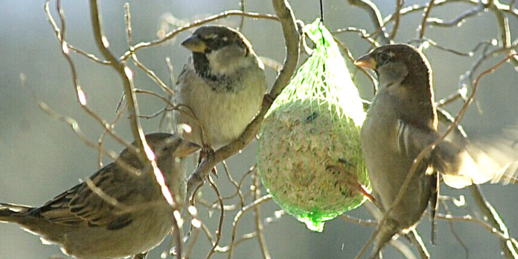 Schweizer Gärten bieten vielen Vögeln einen Lebensraum. Je naturnaher der Garten, desto mehr Vogelarten fühlen sich darin wohl. (Symbolbild)
