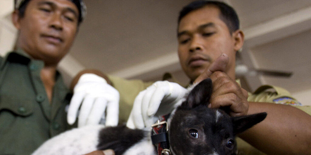In mehreren asiatischen Ländern wie etwa Indonesien werden Hunde gegen Tollwut geimpft. (Archivbild)