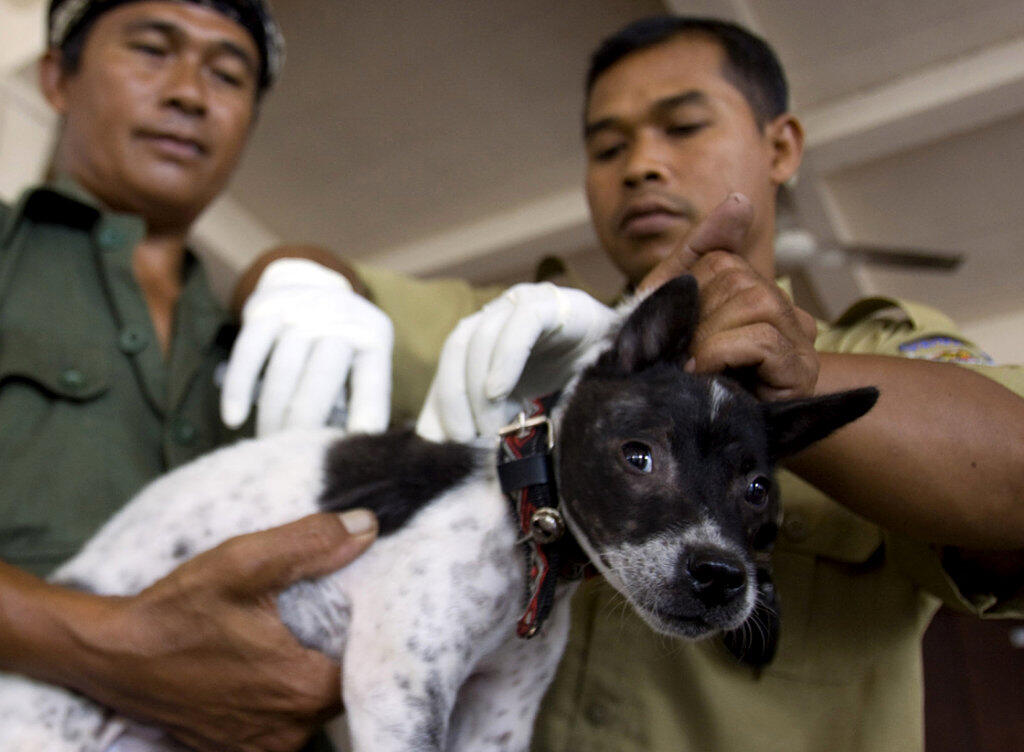 In mehreren asiatischen Ländern wie etwa Indonesien werden Hunde gegen Tollwut geimpft. (Archivbild) In mehreren asiatischen Ländern wie etwa Indonesien werden Hunde gegen Tollwut geimpft. (Archivbild)