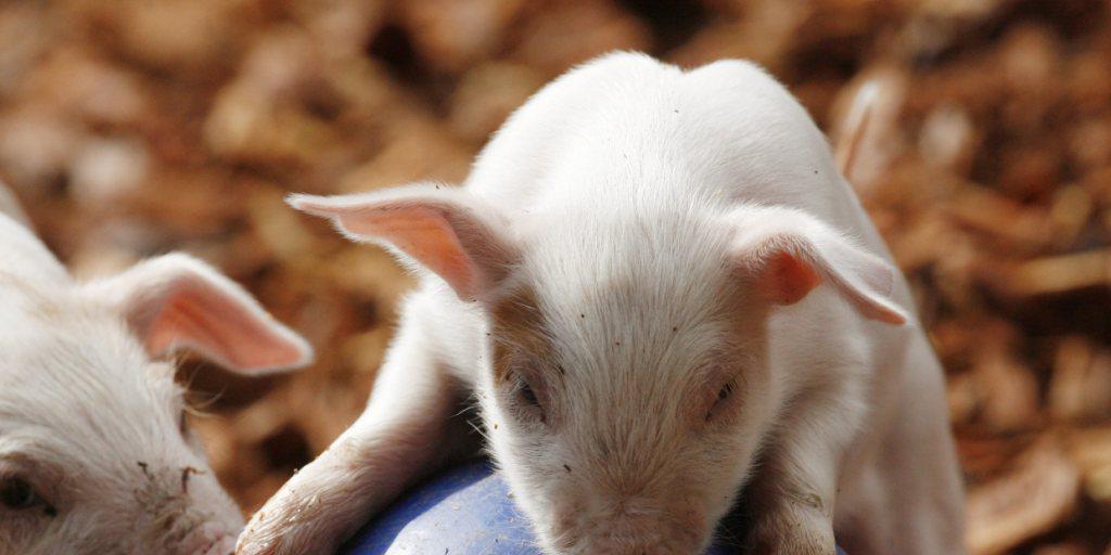Ziemlich schlau: Ferkel erkennen Objekte, mit denen sie schon gespielt haben, und wenden sich lieber einem neuen Spielzeug zu. (Archivbild) Ziemlich schlau: Ferkel erkennen Objekte, mit denen sie schon gespielt haben, und wenden sich lieber einem neuen Spielzeug zu. (Archivbild)