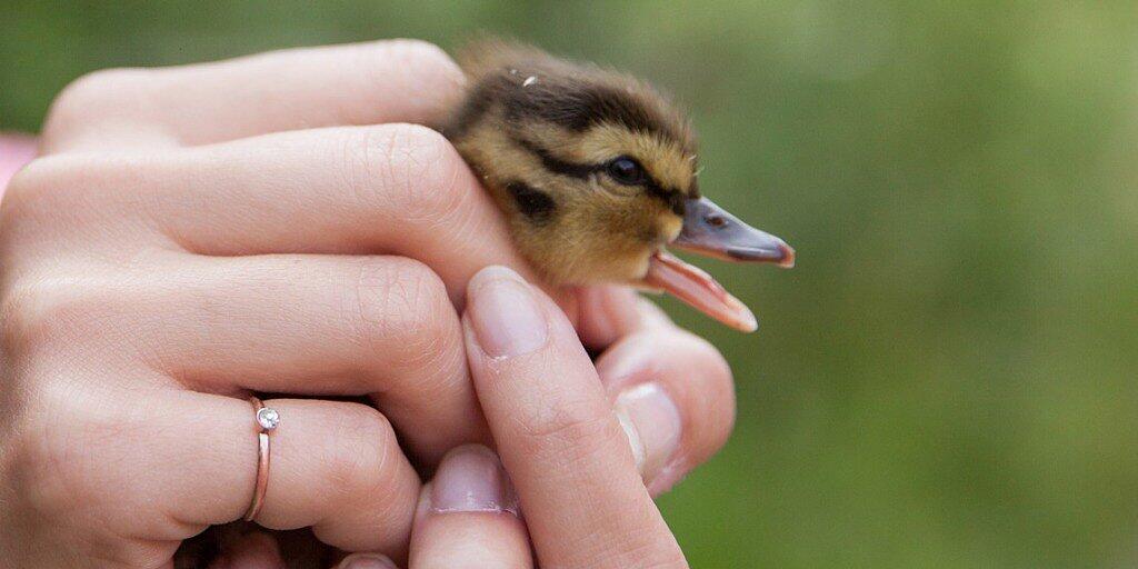Um einen Jungvogel an einen sicheren Ort zu transportieren, darf man ihn ruhig auch mit blossen Händen anfassen. Die Eltern kümmern sich danach weiter um den Jungvogel, bis er selbstständig ist.