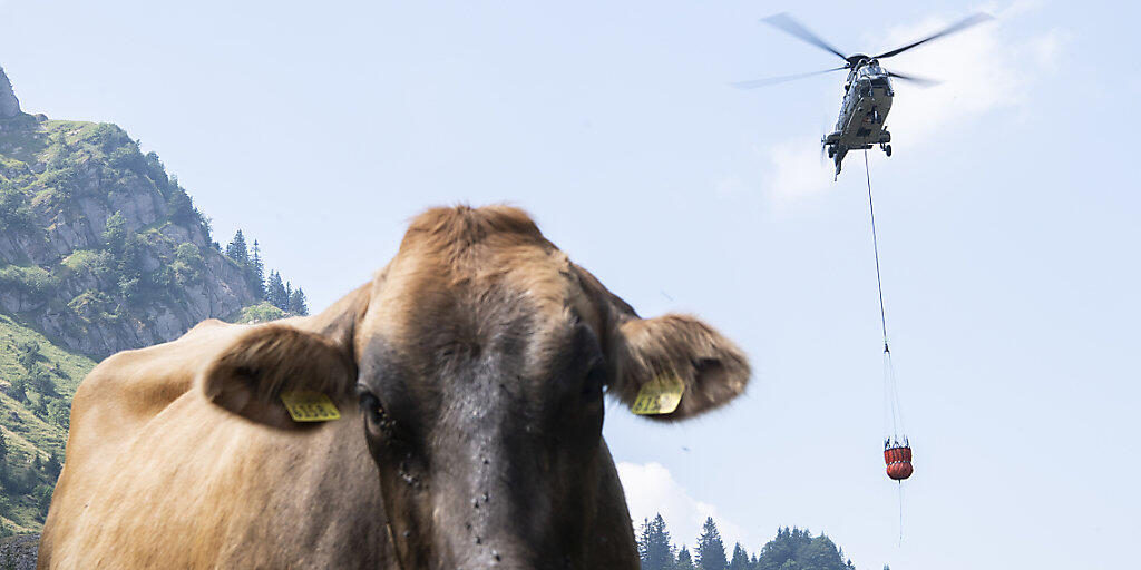 Ein Superpuma der Schweizer Armee beliefert die Alp Oberbätruns oberhalb des Walensees im Kanton St. Gallen mit Wasser für die Kühe. Die Armee wurde in der aktuellen Hitzeperiode bereits zu neun solchen Einsätzen aufgeboten. Weitere Wassertransporte wurden von privaten Anbietern durchgeführt.