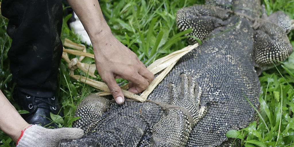 Ein Wildhüter fesselt einen Waran im Lumphini-Park in Bangkok.