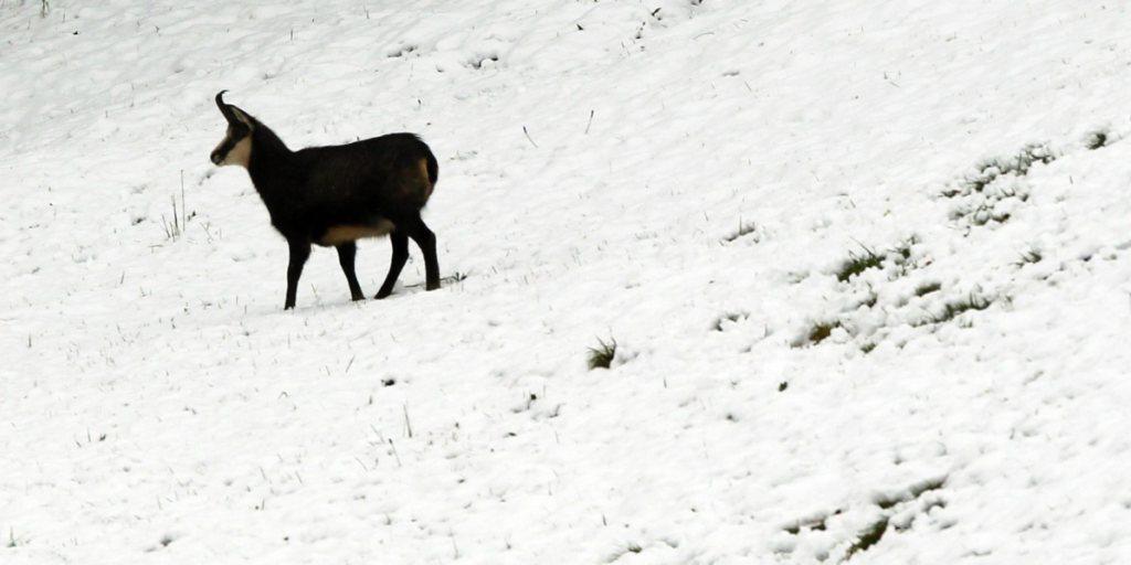 Sobald der erste Schnee gefallen ist, brauchen Gemsen zum Überleben des Winters nicht nur genügend Nahrung sondern auch genügend Ruhe (Archiv).