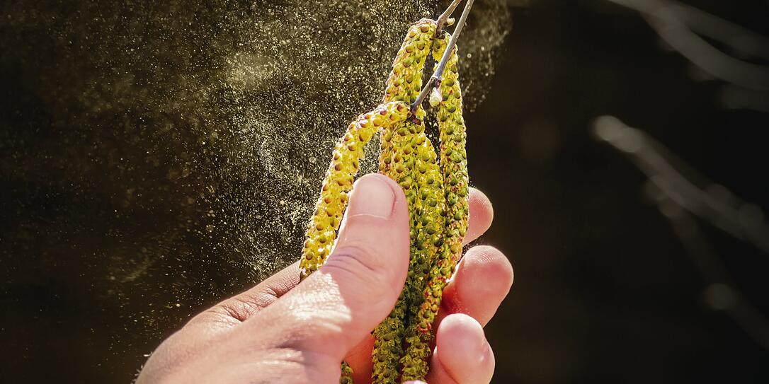 Pollen grain flying from birch tree catkins in spring season