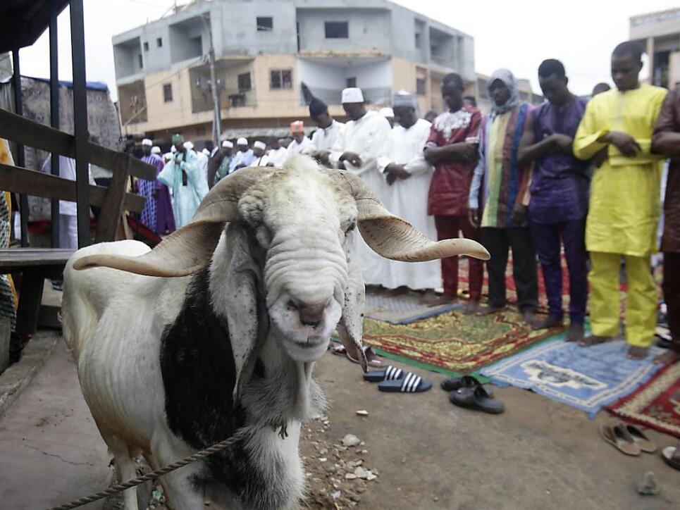 Anlässlich Eid al-Adha geht es Tausenden Opfertieren an den Kragen - so wohl auch dieser Ziege in Abidjan (Elfenbeinküste). Das Fest ist der Höhepunkt im religiösen Jahr der Muslime weltweit.