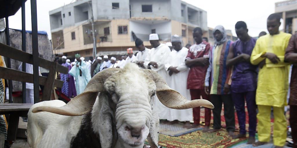Anlässlich Eid al-Adha geht es Tausenden Opfertieren an den Kragen - so wohl auch dieser Ziege in Abidjan (Elfenbeinküste). Das Fest ist der Höhepunkt im religiösen Jahr der Muslime weltweit.