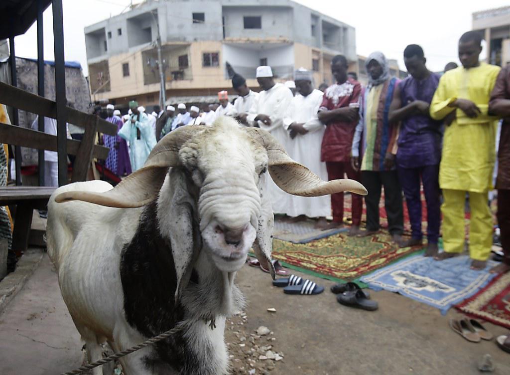Anlässlich Eid al-Adha geht es Tausenden Opfertieren an den Kragen - so wohl auch dieser Ziege in Abidjan (Elfenbeinküste). Das Fest ist der Höhepunkt im religiösen Jahr der Muslime weltweit. Anlässlich Eid al-Adha geht es Tausenden Opfertieren an den Kragen - so wohl auch dieser Ziege in Abidjan (Elfenbeinküste). Das Fest ist der Höhepunkt im religiösen Jahr der Muslime weltweit.